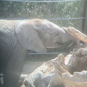 African bush elephant calf