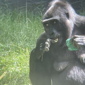 Western Lowland Gorilla