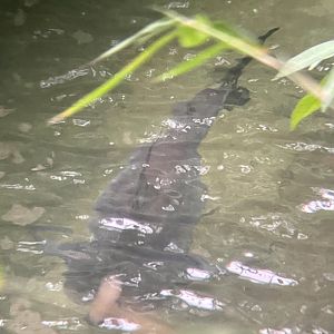 Mekong Giant Catfish