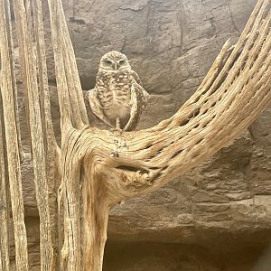 Burrowing Owl