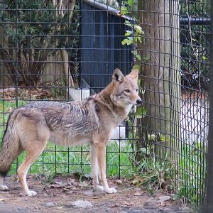 Southeastern Coyote (Canis latrans frustor) "Molly"