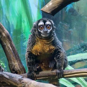 Nancy Ma's Night Monkey (Aotus nancymaae)