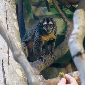 Nancy Ma's Night Monkey (Aotus nancymaae)