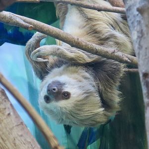 Hoffmann's Two-Toed Sloth (Choloepus hoffmanni)