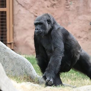 Gorilla Zuri