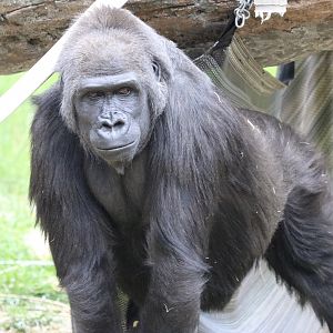 Gorilla Yewande