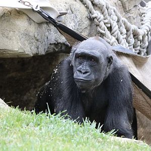 Gorilla Kioja