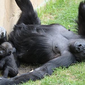 Gorillas Dossi and Eyare