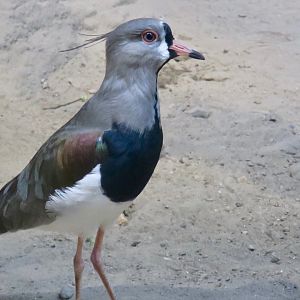 Southern Lapwing (Vanellus chilensis)