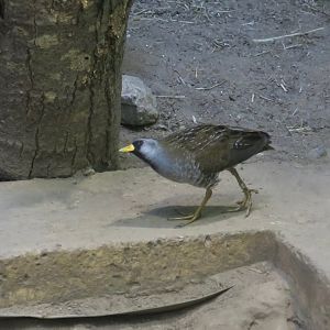 Sora (Porzana carolina)