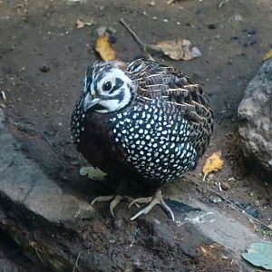 Montezuma Quail (Cyrtonyx montezumae)