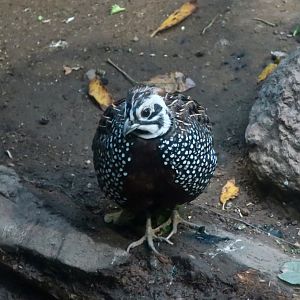 Montezuma Quail (Cyrtonyx montezumae)
