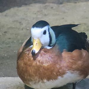 African Pygmy Goose (Nettapus auritus)