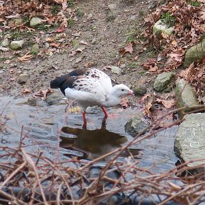 Andean Goose (Chloephaga melanoptera)