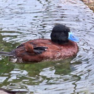 Argentine Lake Duck (Oxyura vittata)