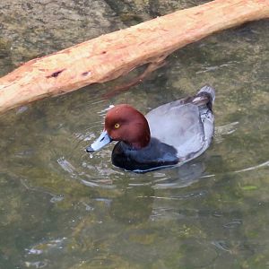 Redhead (Aythya americana)
