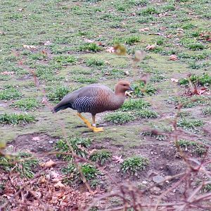 Upland Goose (Chloephaga picta)