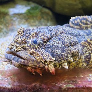 Oyster Toadfish (Opsanus tau)