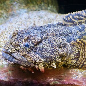 Oyster Toadfish (Opsanus tau)