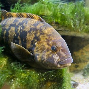 Tautog (Tautoga onitis)