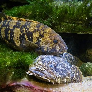 Tautog (Tautoga onitis) and Oyster Toadfish (Opsanus tau)