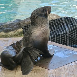 Northern Fur Seal (Callorhinus ursinus)