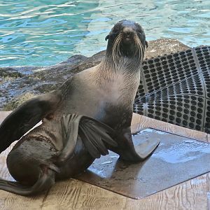 Northern Fur Seal (Callorhinus ursinus)
