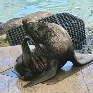 Northern Fur Seal (Callorhinus ursinus)
