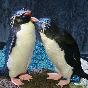 Southern Rockhopper Penguins (Eudyptes chrysocome)