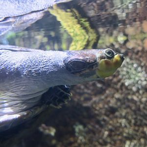 Yellow-Spotted Amazon River Turtle (Podocnemis unifilis)