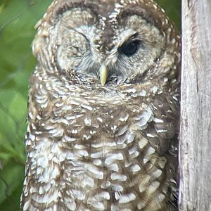 Northern Spotted Owl