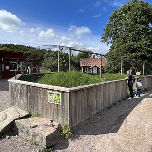 European Ground Squirrel Exhibit #1