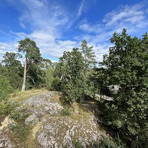 Amur Tiger Exhibit - yowza!