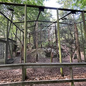 White-backed Woodpecker Aviary #1