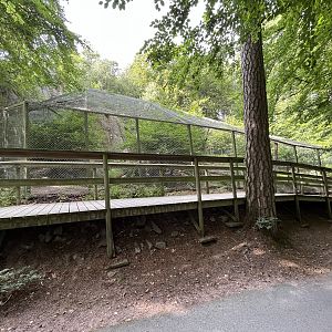 Amur Leopard Exhibit #1