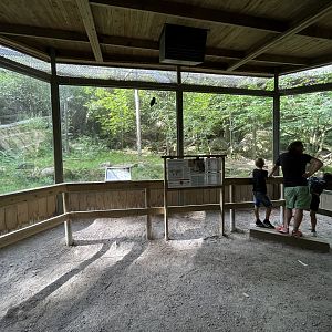Amur Leopard Exhibit #2