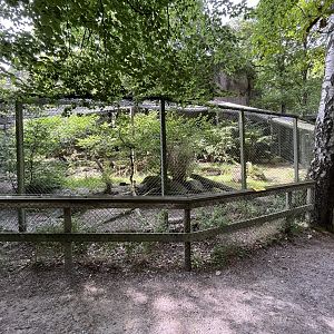 Amur Leopard Exhibit #1
