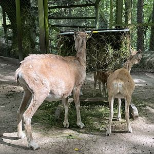 Bukhara Urial Exhibit