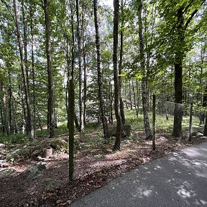Bukhara Urial Exhibit