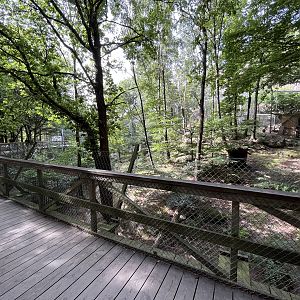 Snow Leopard Exhibit #1