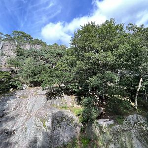 Snow Leopard Exhibit #2