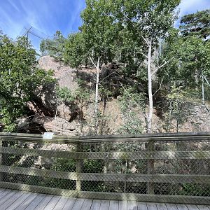 Persian Leopard Exhibit #1