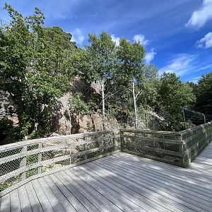 Persian Leopard Exhibit #1
