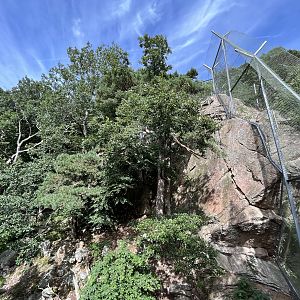 Persian Leopard Exhibit #2 - steep!