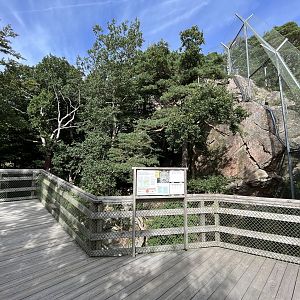 Persian Leopard Exhibit #2