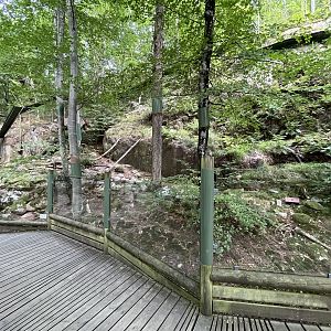 Pallas’s Cat Exhibit #1