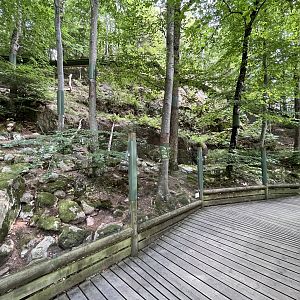 Pallas’s Cat Exhibit #1
