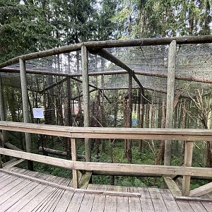 White-backed Woodpecker Aviary #2