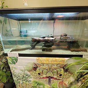 Riverside Reptiles - Musk turtle and spotted turtle