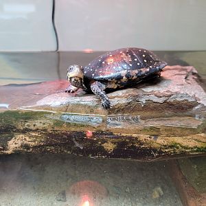 Riverside Reptiles - Spotted turtle